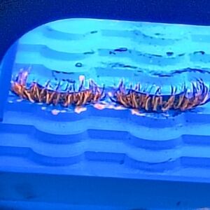 Vibrant Glow In The Dark Orange Lashes